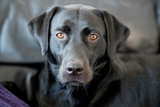 Service dog looking anxious during a storm