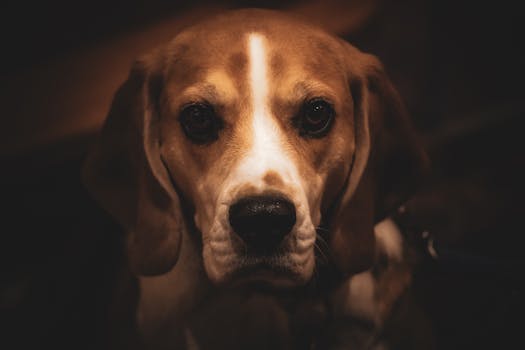 friendly therapy dog