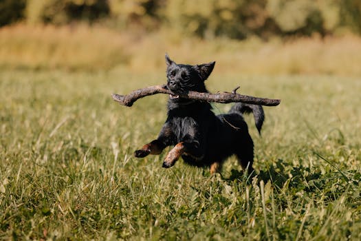 service dog playing fetch