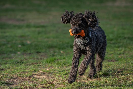 puppy fetching a toy