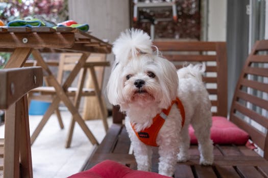 colorful dog toys