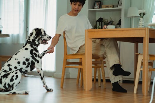 a comfortable training space for dogs