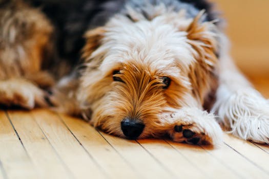 dog lying down on command
