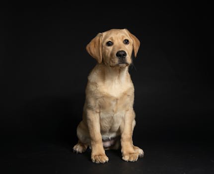 Labrador Retriever training session