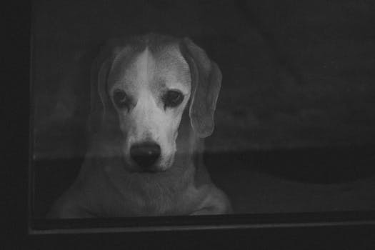 dog looking sad because owner is leaving