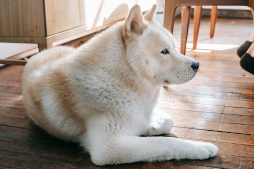 dog relaxing in a quiet zone